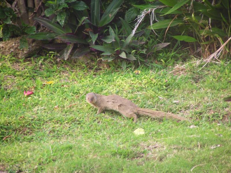 Wild mongoose