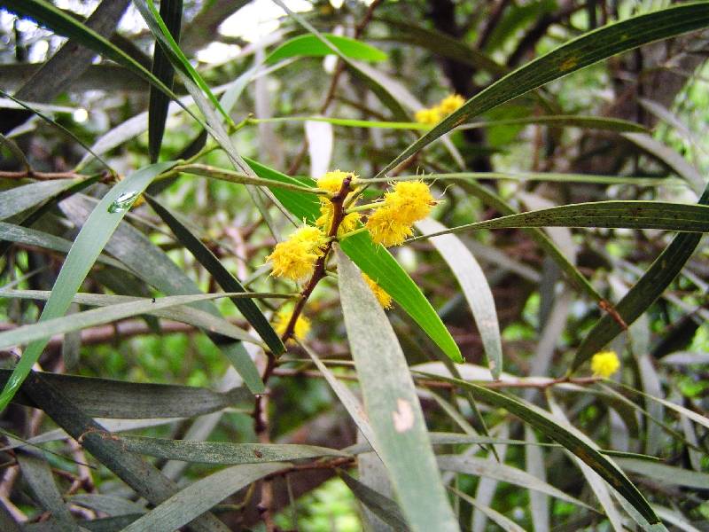 Acacia Koa