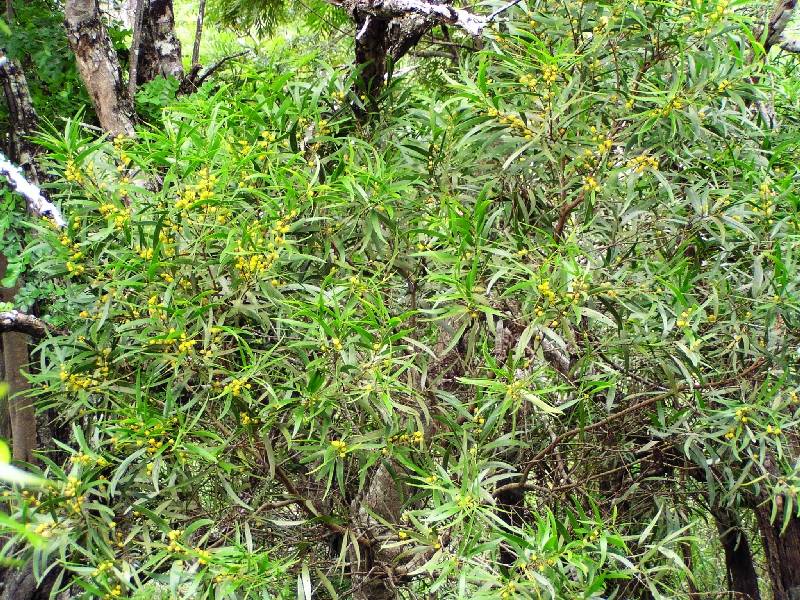 Acacia Koa
