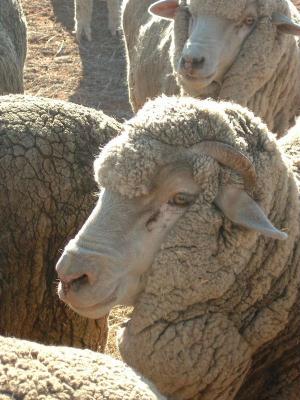 Sheeps Head
