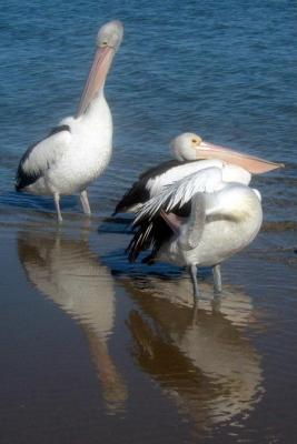 Pelicans