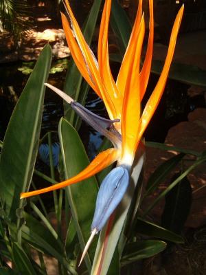 Bird of Paradise Flower