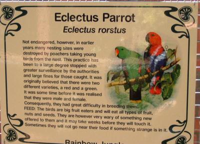 Electus Parrot