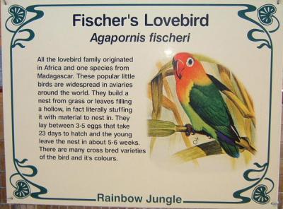 Fischers Lovebird Sign