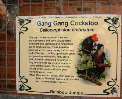 Gang  Gang Cockatoo