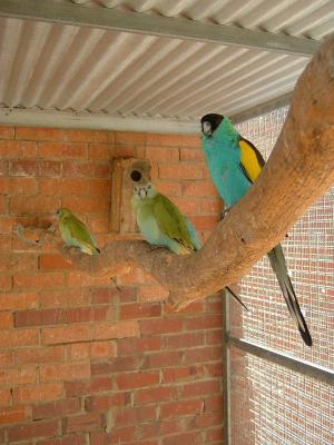 Hooded Parrot