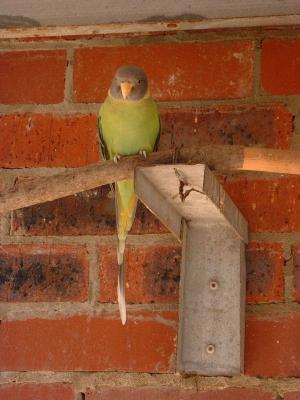 Plum-Headed Parakeet