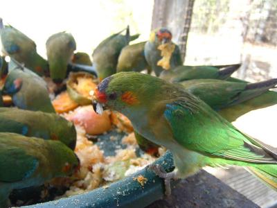 Purple Crowned Parakeet