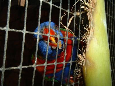 Rainbow Lorikeet