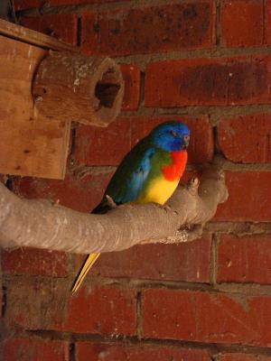Scarlet-Chested Parrot