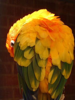 Sun Conure