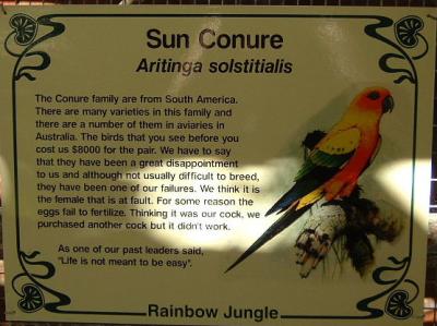 Sun Conure