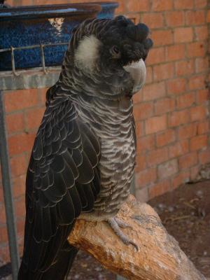 White Tailed Cockatoo