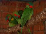 Musk Lorikeet