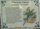 Princess Parrot