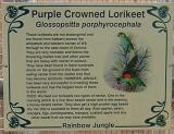 Purple Crowned Lorikeet