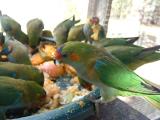 Purple Crowned Parakeet