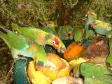 Purple Crowned Parakeet