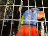 Rainbow Lorikeet