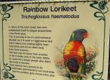 Rainbow Lorikeet