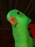 Red Winged Parrot