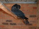 Red-Tailed Cockatoo