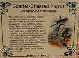 Scarlet-Chested Parrot