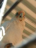 Western Long Billed Corella