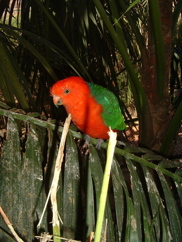 Australian King Parrot