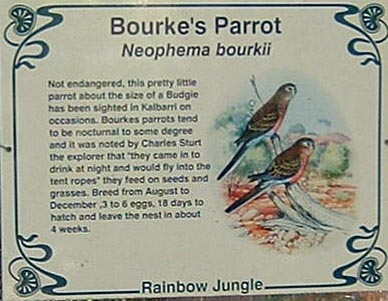 Bourkes Parrot