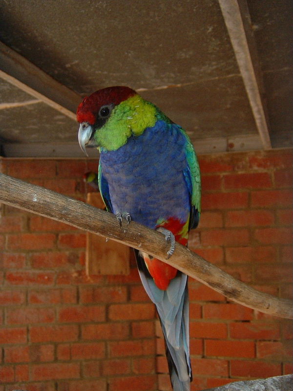 Red Capped Parrot