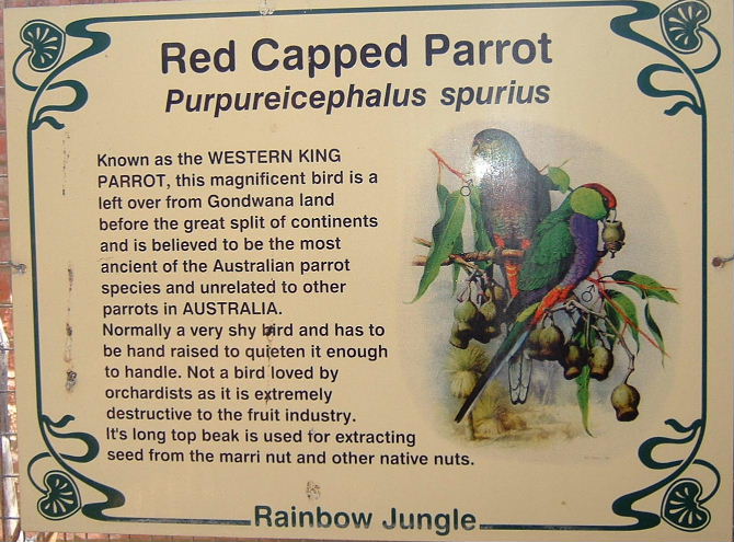 Red Capped Parrot