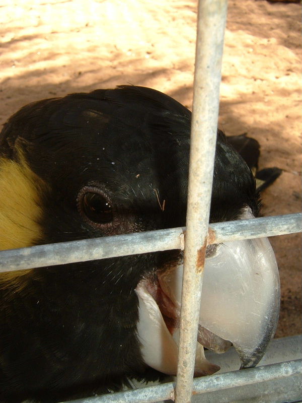 Yellow-Tailed Cockatoo