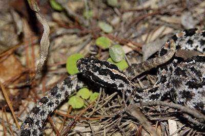 emaciated Sistrurus miliarius (dusky pigmy rattlesnake), Ocala National Forest