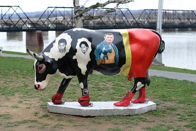 Boxing Cow