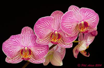 Orchids_200.jpg
