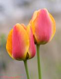 Tulip_2.jpg