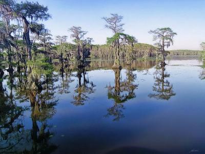 cypress reflections