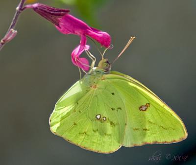 salvia with sulphur