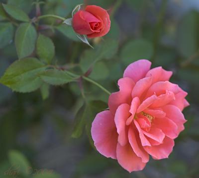 u43/shariwb/medium/33671603.moreroses.jpg