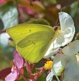 begonia sulphur