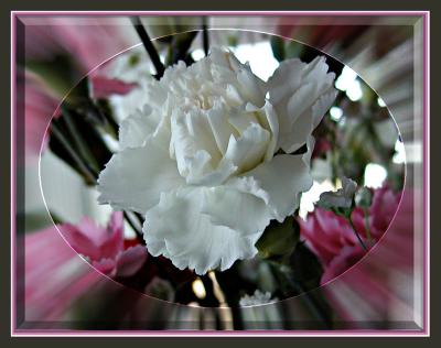 u43/shebalee928/medium/39695171.WhiteCarnations.jpg