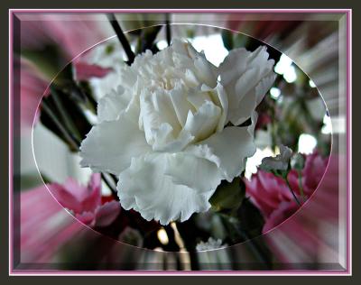 White Carnations