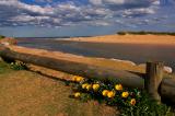 Narrabeen wildflowers