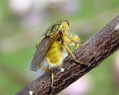 Dung Fly