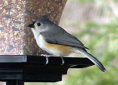 BIRDS-071-copy-sm-3.jpg