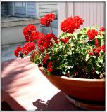 Geraniums in Clay