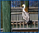 Pelican on Wood