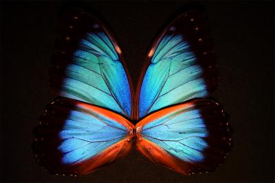 Butterfly's Blue