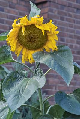 Fading Sunflower